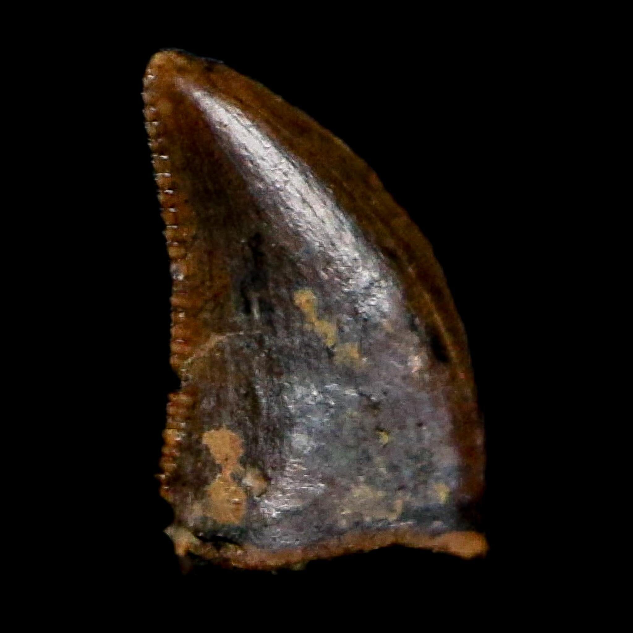 0.3" Dromaeosaurus Raptor Serrated Tooth Fossil Judith River FM MT COA, Display