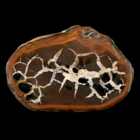 2.5" Septarian Dragon Stone Polished Halves Nodule Mineral Specimen Morocco