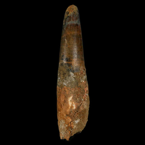 XL 3.5" Spinosaurus Fossil Tooth 100 Million Years Old Cretaceous Dinosaur COA - Fossil Age Minerals