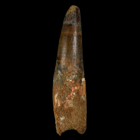 XL 3.5" Spinosaurus Fossil Tooth 100 Million Years Old Cretaceous Dinosaur COA - Fossil Age Minerals