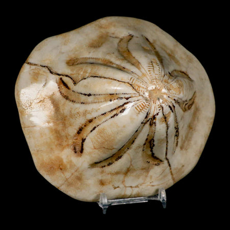 5.3" Detailed Fossil Clypeaster Altus Sea Urchin Echinoid Cretaceous Taza Morocco