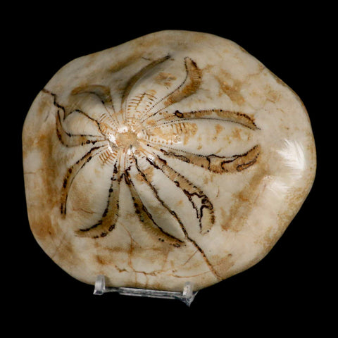 5.3" Detailed Fossil Clypeaster Altus Sea Urchin Echinoid Cretaceous Taza Morocco - Fossil Age Minerals