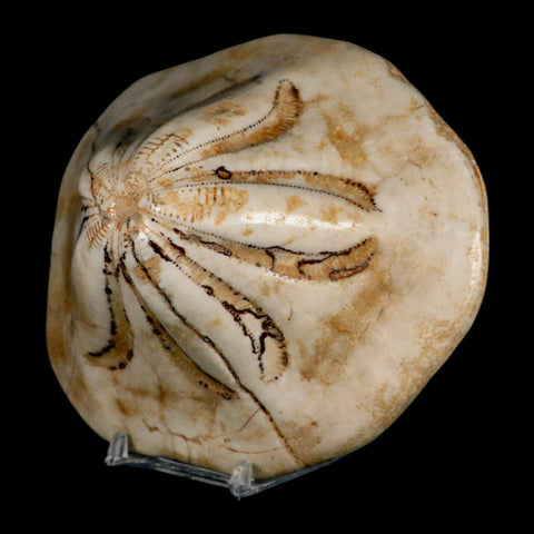 5.3" Detailed Fossil Clypeaster Altus Sea Urchin Echinoid Cretaceous Taza Morocco - Fossil Age Minerals