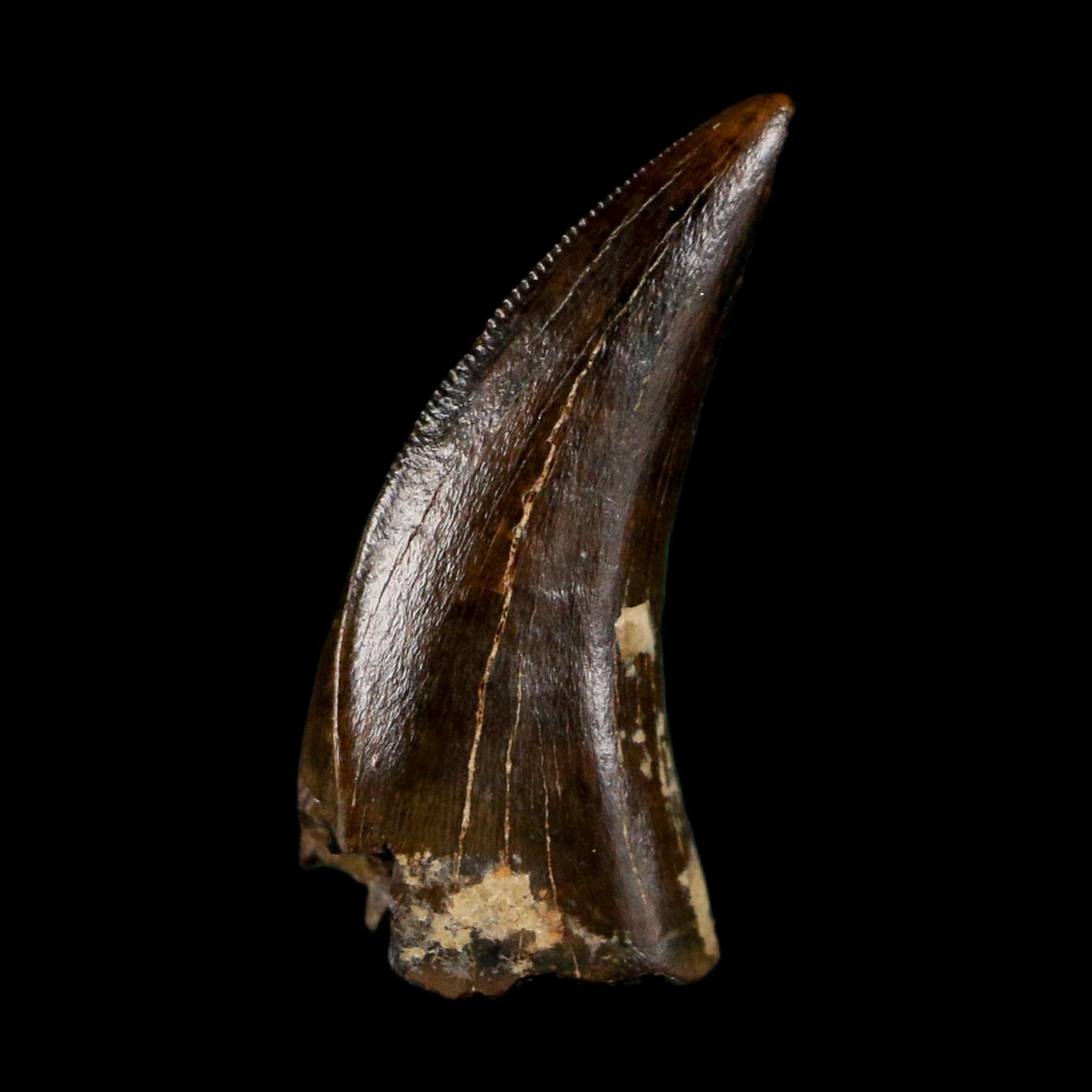 0.6" Saurornitholestes Raptor Serrated Tooth Fossil Judith River FM MT COA, Display