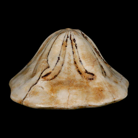 5.3" Detailed Fossil Clypeaster Altus Sea Urchin Echinoid Cretaceous Taza Morocco - Fossil Age Minerals