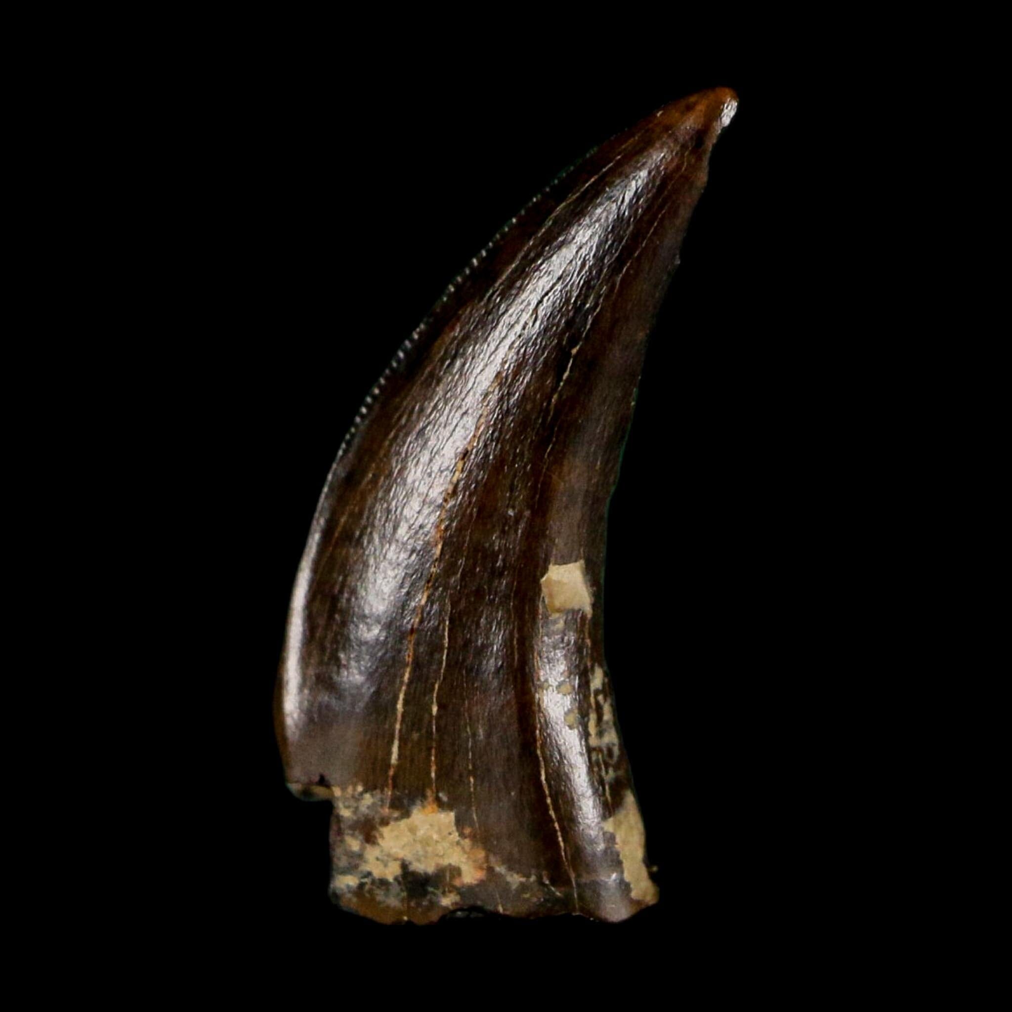 0.6" Saurornitholestes Raptor Serrated Tooth Fossil Judith River FM MT COA, Display