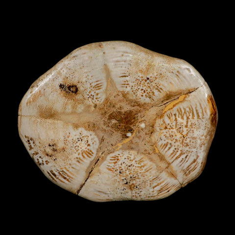 5.3" Detailed Fossil Clypeaster Altus Sea Urchin Echinoid Cretaceous Taza Morocco - Fossil Age Minerals
