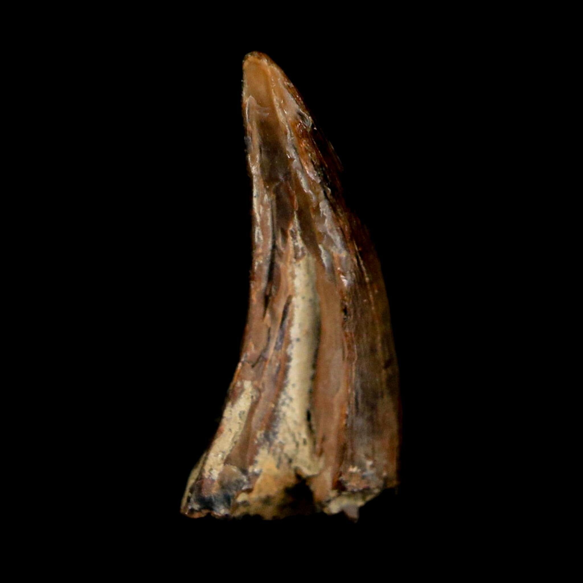 0.6" Saurornitholestes Raptor Serrated Tooth Fossil Judith River FM MT COA, Display