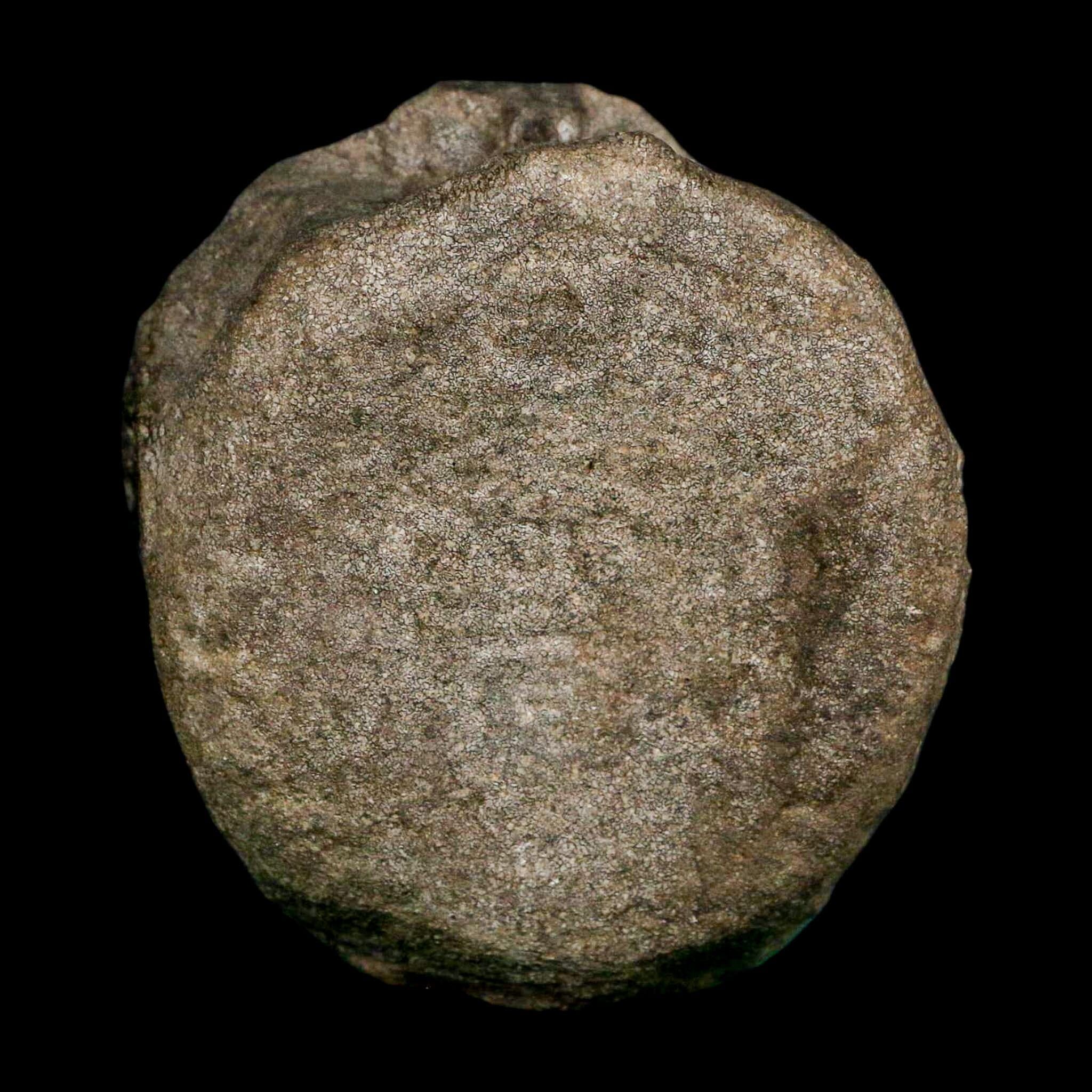3.1" Hypacrosaurus Dinosaur Fossil Vertebrae Bone Two Medicine FM MT COA Stand - Fossil Age Minerals