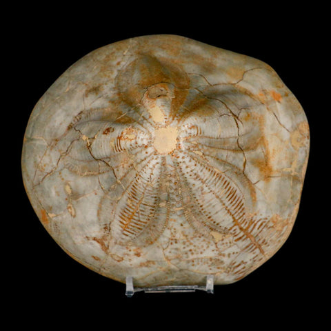 5.7" Detailed Fossil Clypeaster Altus Sea Urchin Echinoid Cretaceous Taza Morocco - Fossil Age Minerals