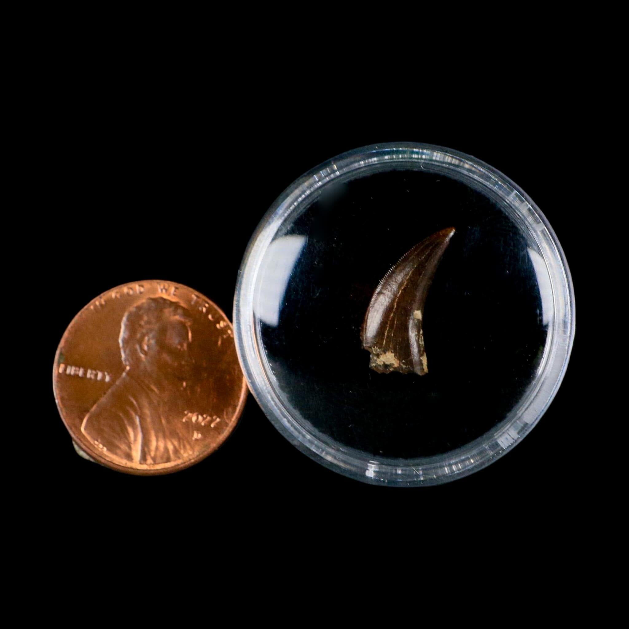 0.6" Saurornitholestes Raptor Serrated Tooth Fossil Judith River FM MT COA, Display