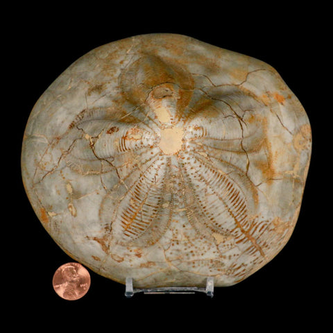 5.7" Detailed Fossil Clypeaster Altus Sea Urchin Echinoid Cretaceous Taza Morocco - Fossil Age Minerals