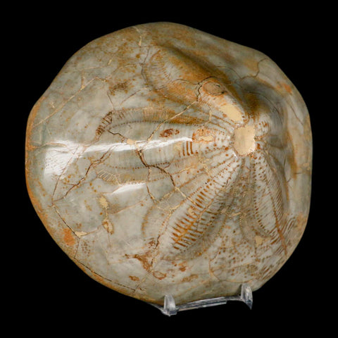 5.7" Detailed Fossil Clypeaster Altus Sea Urchin Echinoid Cretaceous Taza Morocco - Fossil Age Minerals