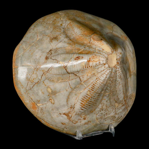 5.7" Detailed Fossil Clypeaster Altus Sea Urchin Echinoid Cretaceous Taza Morocco - Fossil Age Minerals