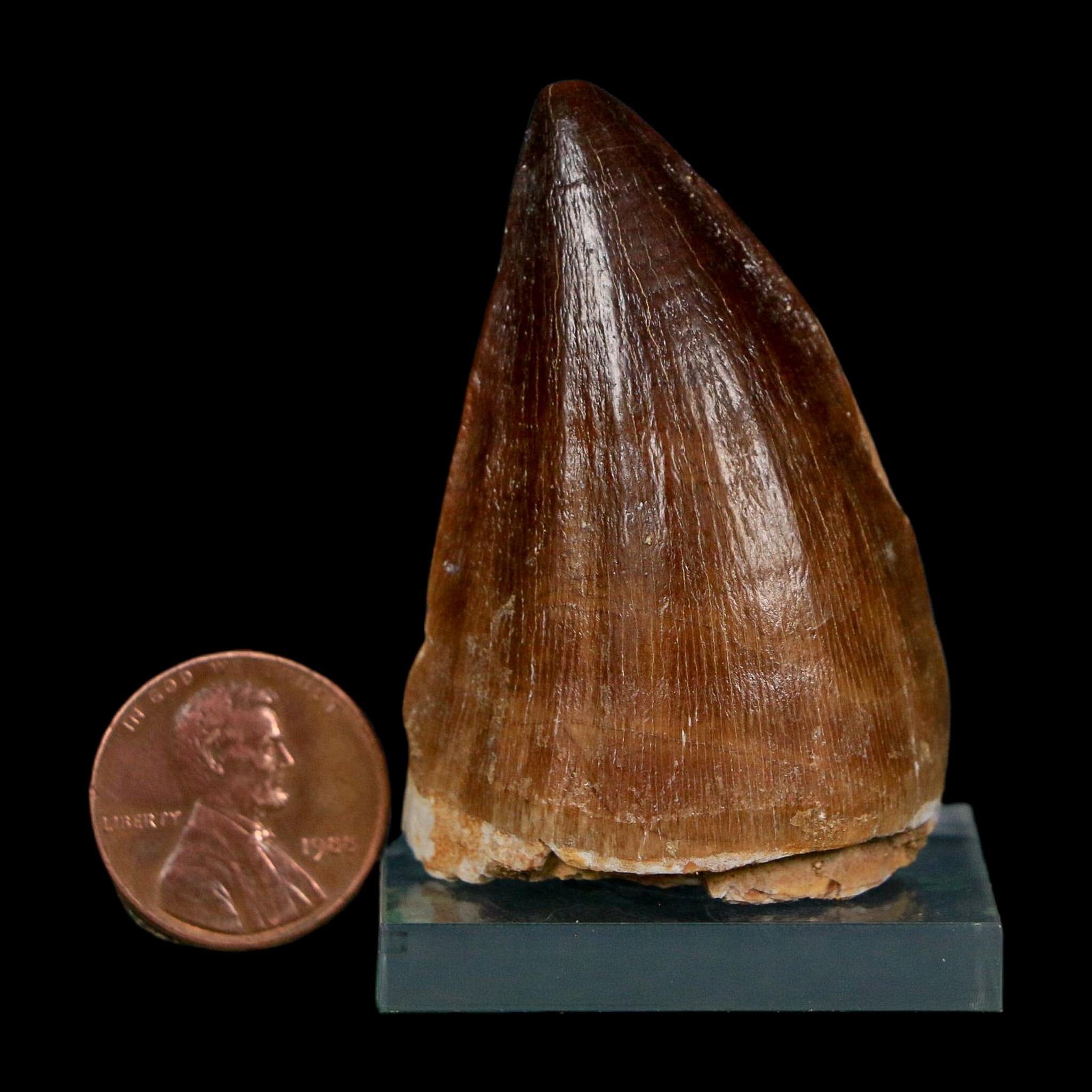 XL 2" Mosasaur Prognathodon Fossil Tooth Cretaceous Dinosaur Era COA, Stand - Fossil Age Minerals