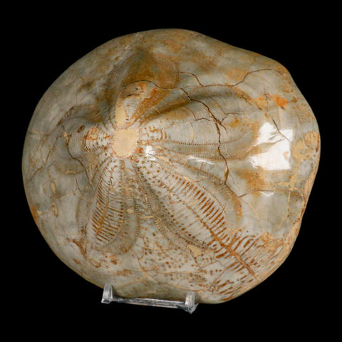 5.7" Detailed Fossil Clypeaster Altus Sea Urchin Echinoid Cretaceous Taza Morocco - Fossil Age Minerals