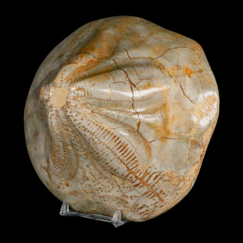 5.7" Detailed Fossil Clypeaster Altus Sea Urchin Echinoid Cretaceous Taza Morocco - Fossil Age Minerals