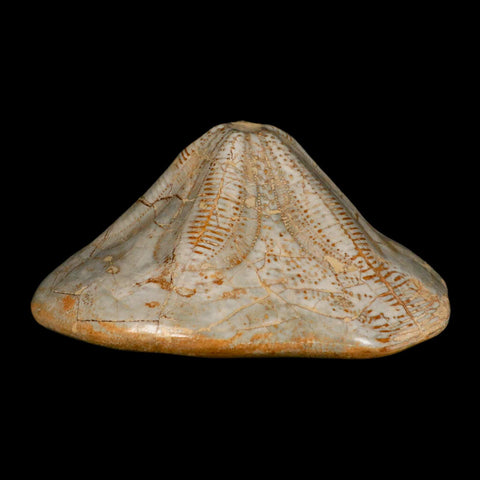 5.7" Detailed Fossil Clypeaster Altus Sea Urchin Echinoid Cretaceous Taza Morocco - Fossil Age Minerals