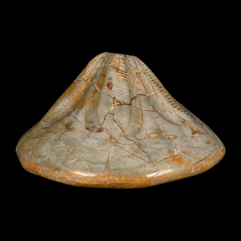 5.7" Detailed Fossil Clypeaster Altus Sea Urchin Echinoid Cretaceous Taza Morocco - Fossil Age Minerals