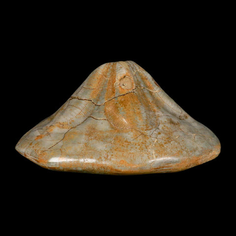 5.7" Detailed Fossil Clypeaster Altus Sea Urchin Echinoid Cretaceous Taza Morocco - Fossil Age Minerals