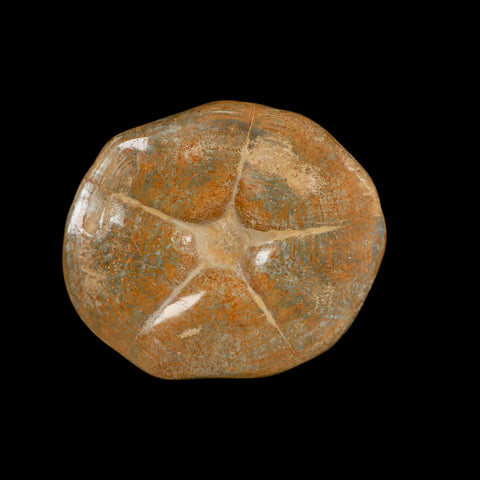 5.7" Detailed Fossil Clypeaster Altus Sea Urchin Echinoid Cretaceous Taza Morocco - Fossil Age Minerals