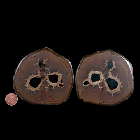 XL 3.5" Septarian Dragon Stone Polished Halves Nodule Mineral Specimen Morocco - Fossil Age Minerals