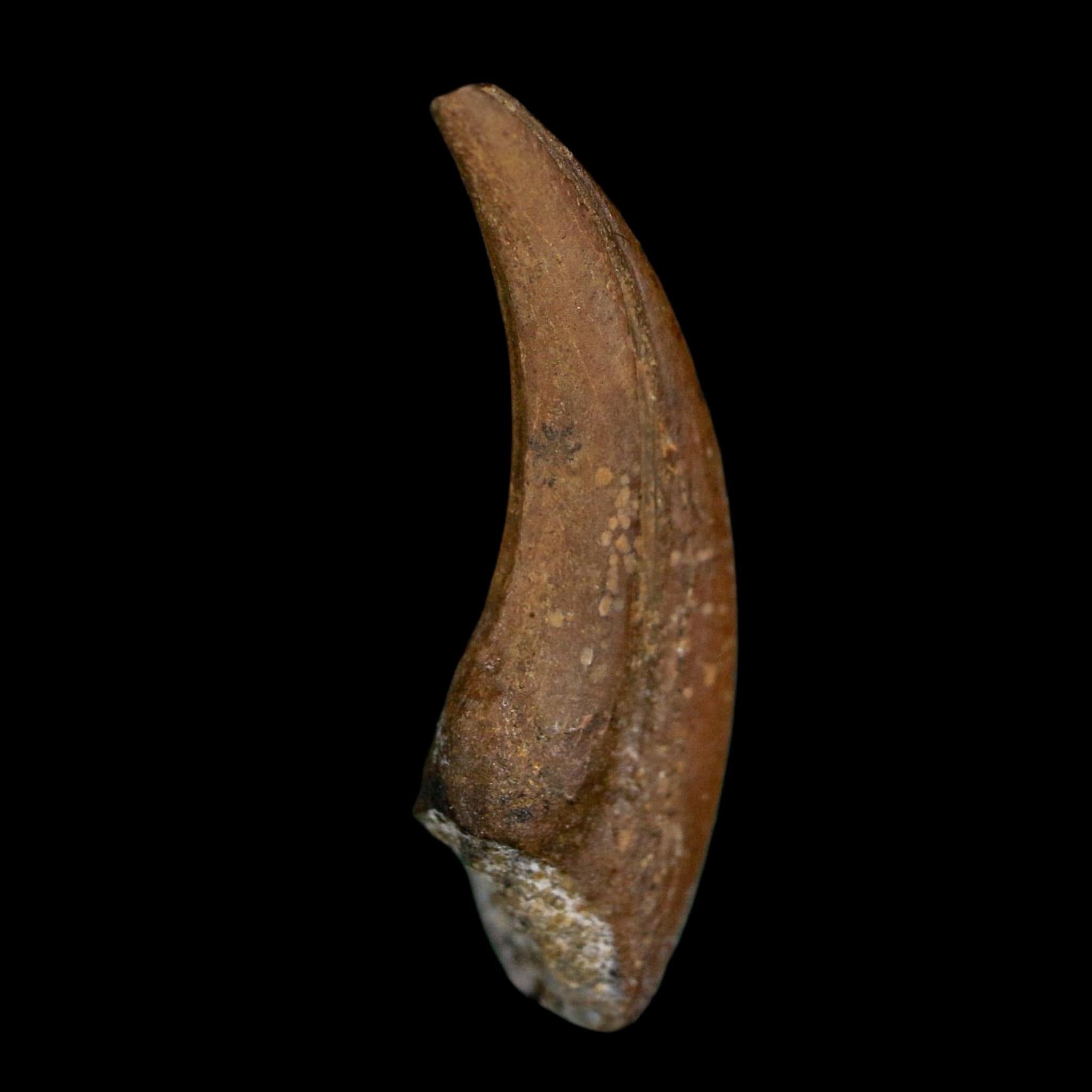 1" Rare Dromaeosaurus Raptor Claw Fossil Judith River FM Montana COA Display
