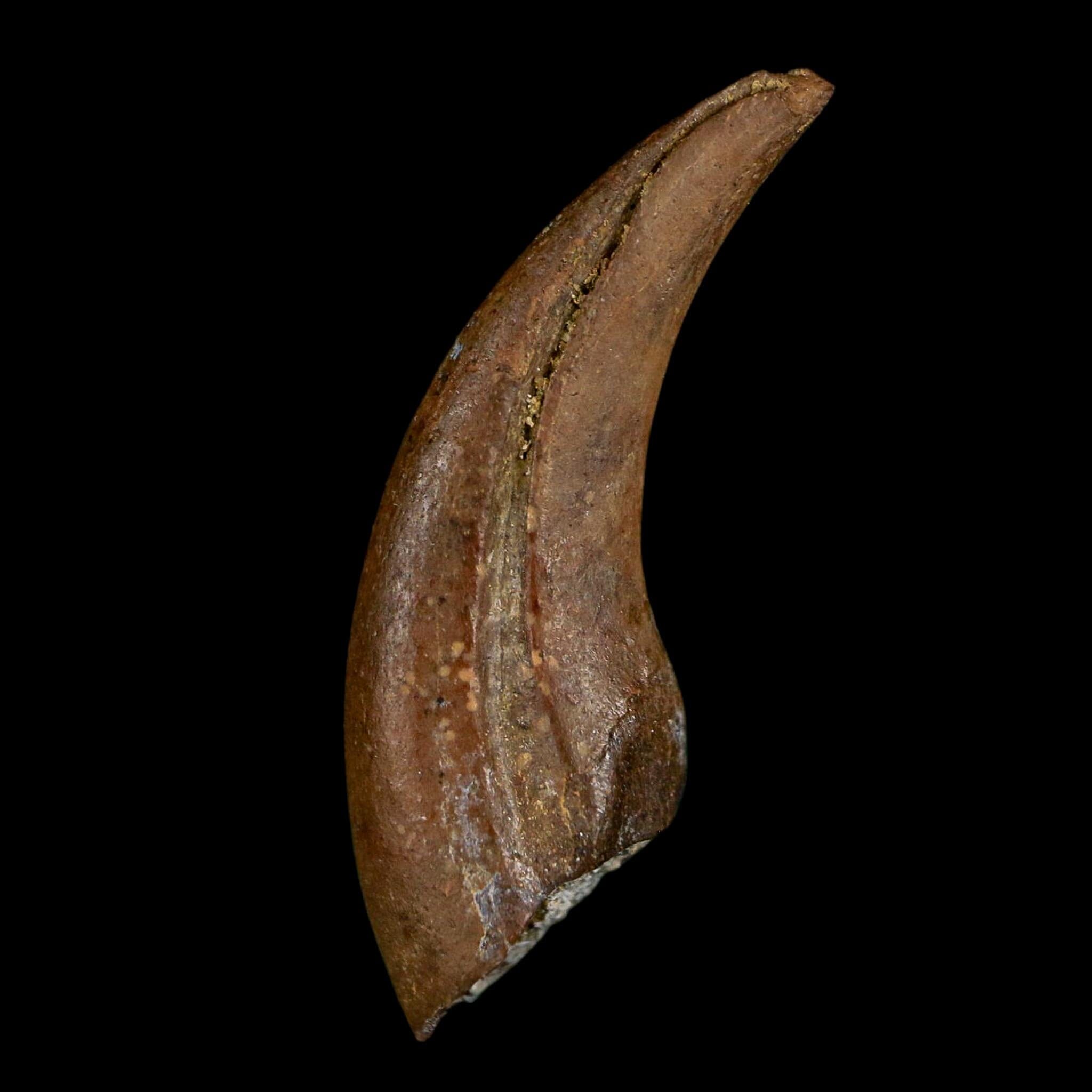 1" Rare Dromaeosaurus Raptor Claw Fossil Judith River FM Montana COA Display