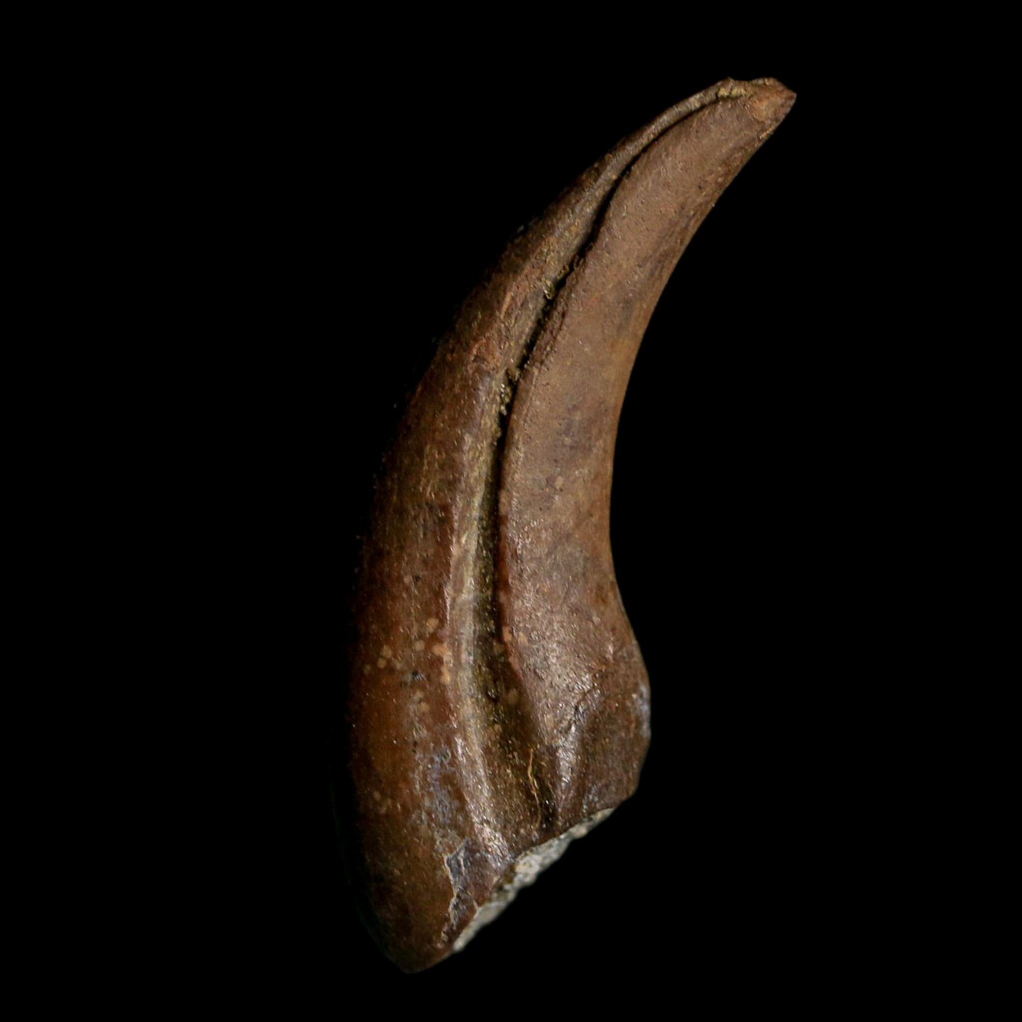 1" Rare Dromaeosaurus Raptor Claw Fossil Judith River FM Montana COA Display