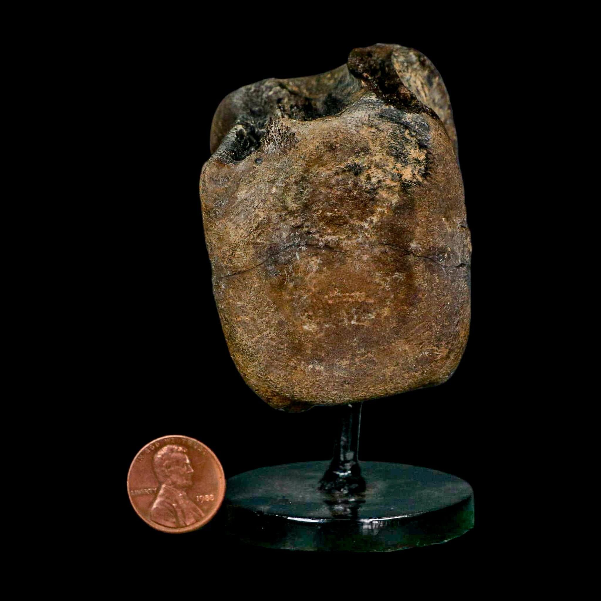 2.4" Brachylophosaurus Fossil Vertebrae Cretaceous Dinosaur Judith River FM MT COA - Fossil Age Minerals