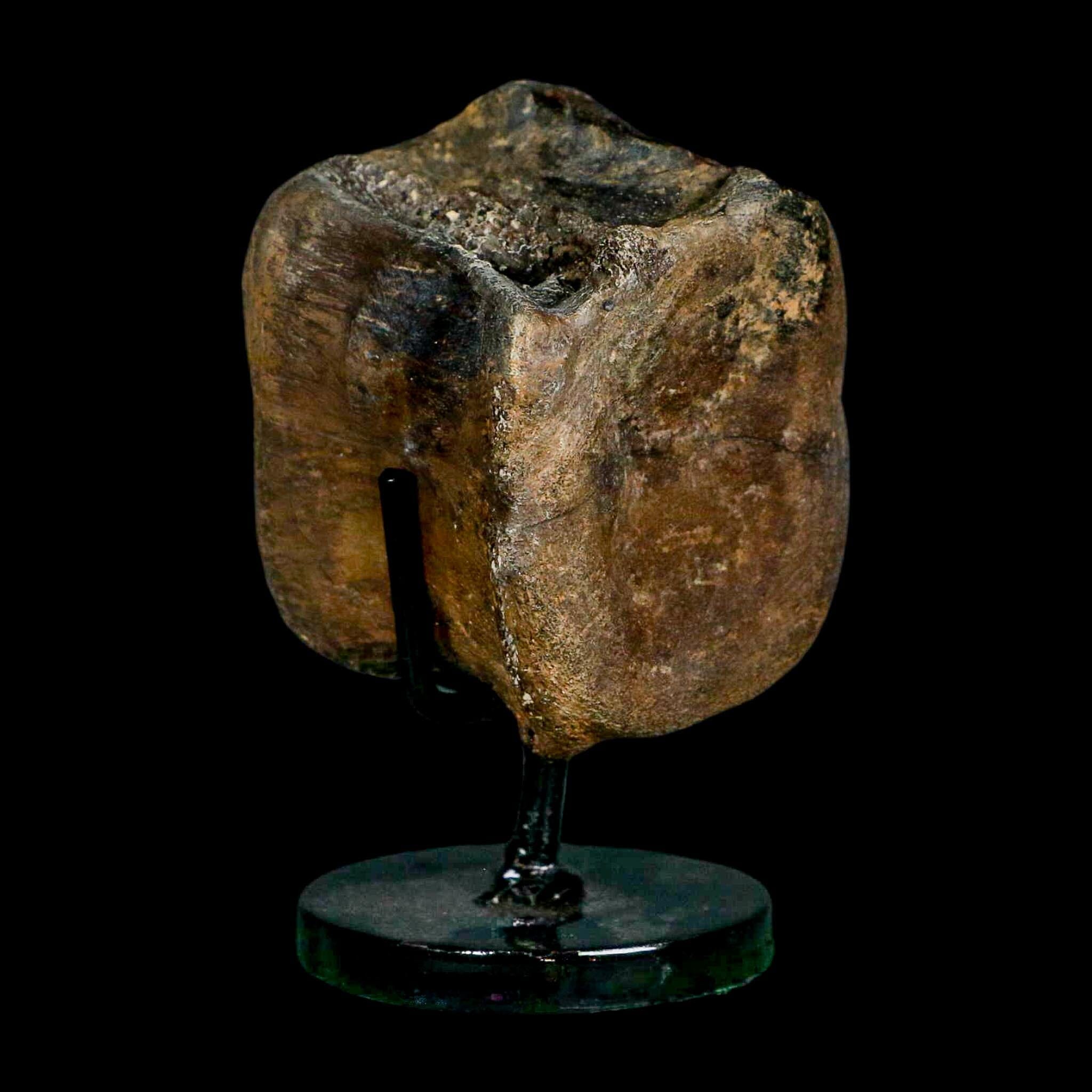 2.4" Brachylophosaurus Fossil Vertebrae Cretaceous Dinosaur Judith River FM MT COA - Fossil Age Minerals