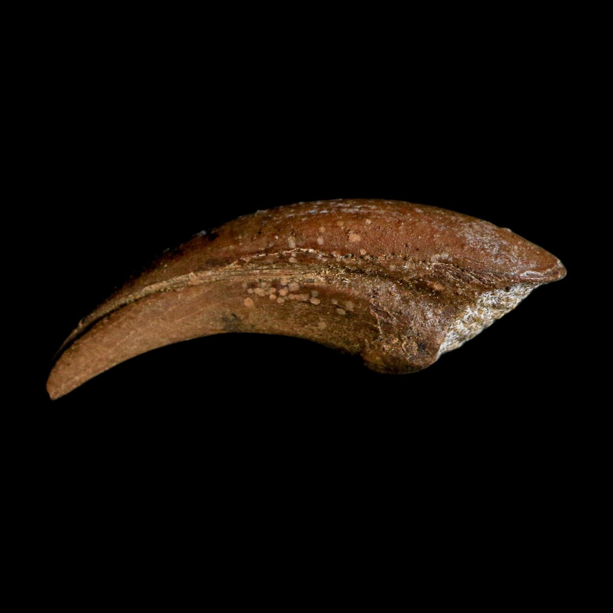 1" Rare Dromaeosaurus Raptor Claw Fossil Judith River FM Montana COA Display