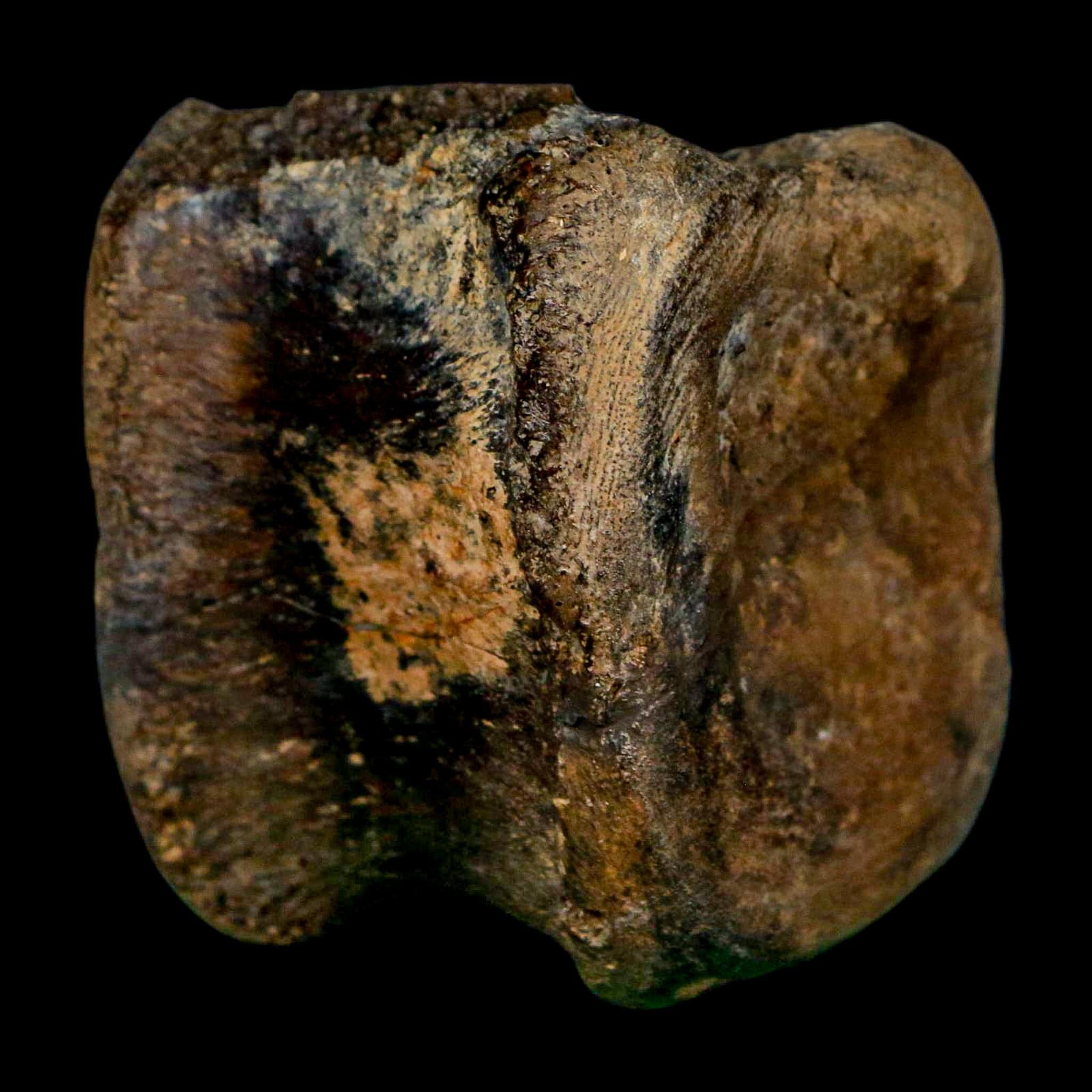2.4" Brachylophosaurus Fossil Vertebrae Cretaceous Dinosaur Judith River FM MT COA - Fossil Age Minerals