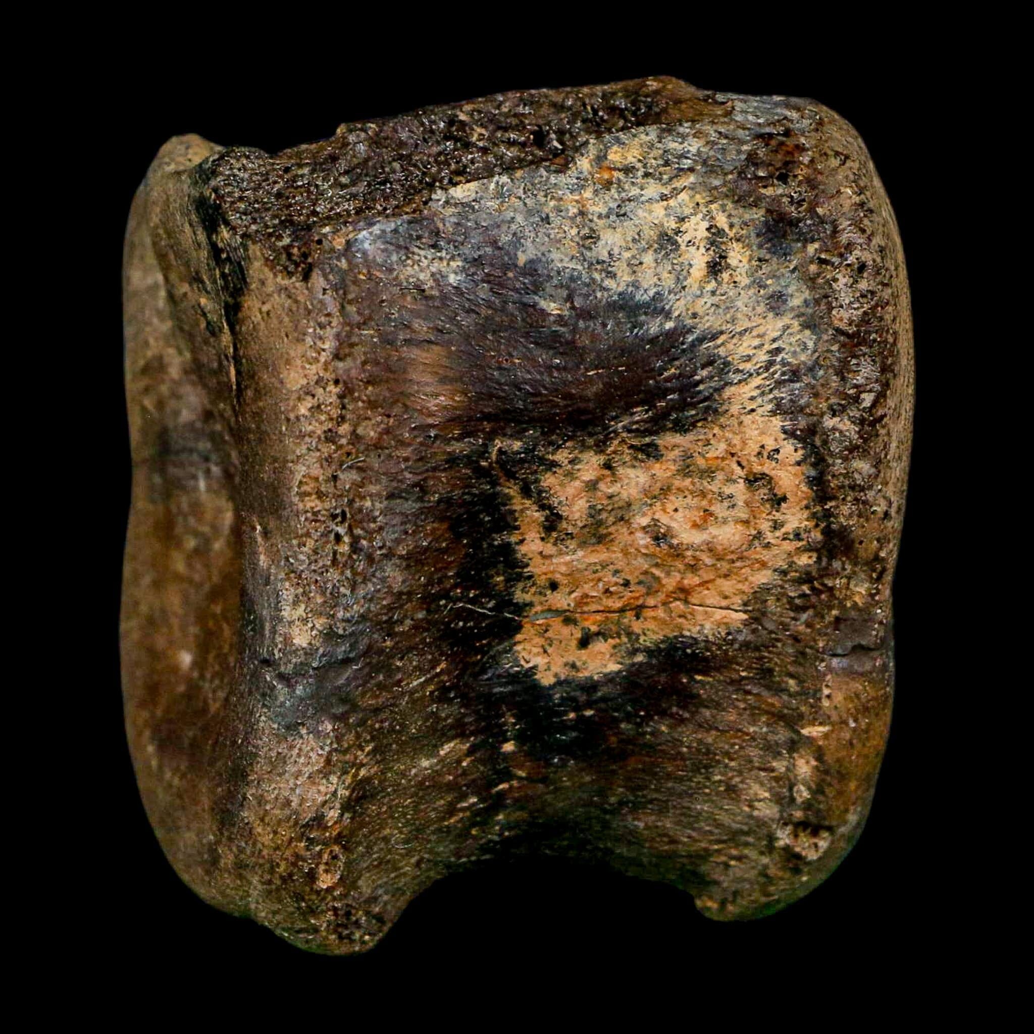 2.4" Brachylophosaurus Fossil Vertebrae Cretaceous Dinosaur Judith River FM MT COA - Fossil Age Minerals