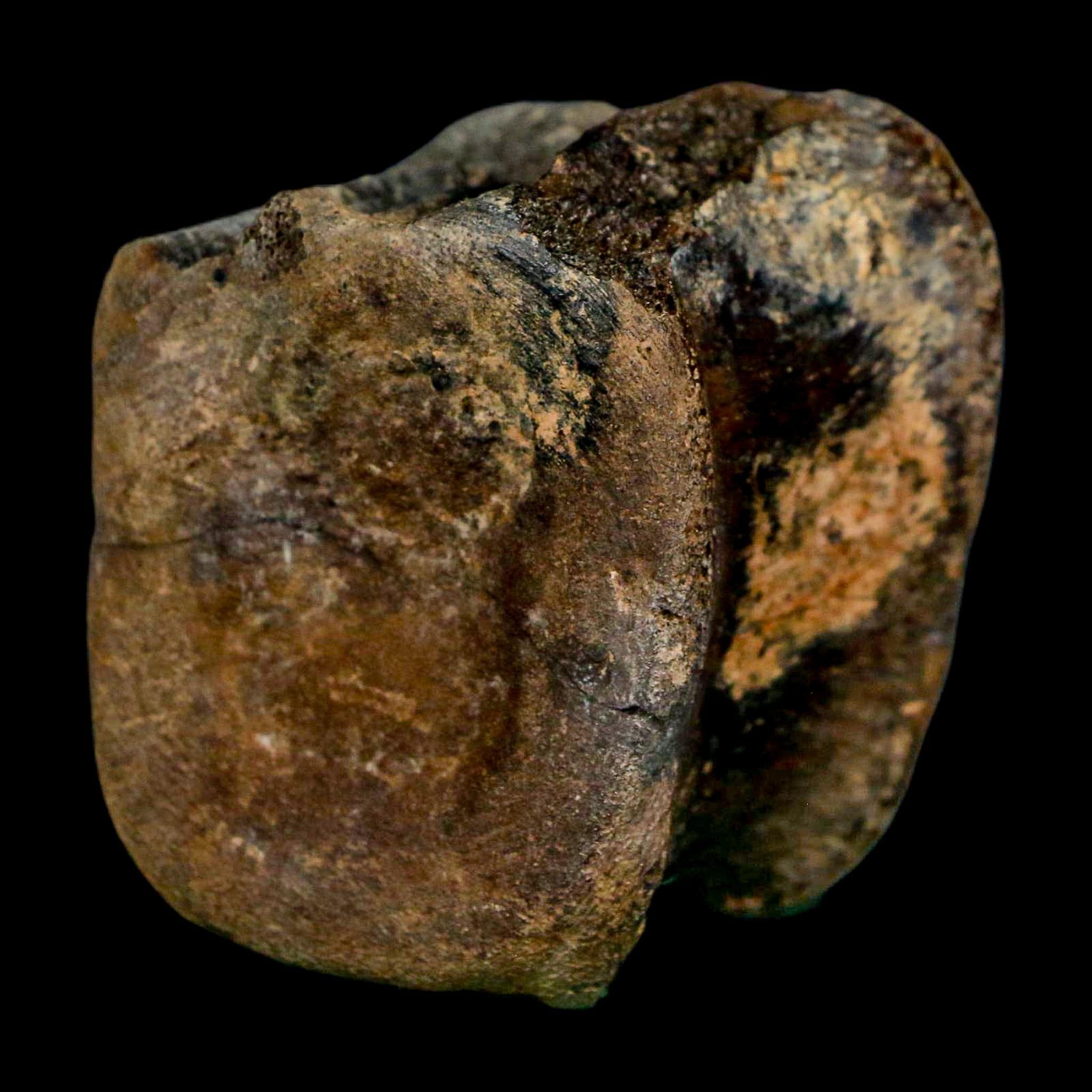 2.4" Brachylophosaurus Fossil Vertebrae Cretaceous Dinosaur Judith River FM MT COA - Fossil Age Minerals
