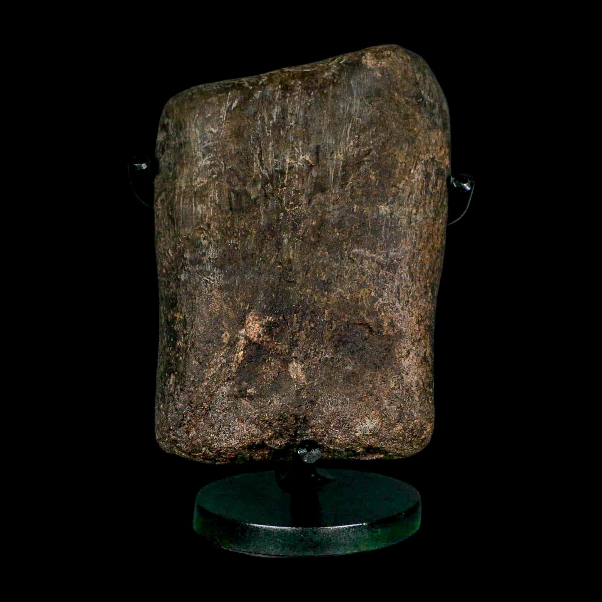 3.6" Hypacrosaurus Dinosaur Fossil Toe Bone Two Medicine FM Montana COA Stand - Fossil Age Minerals