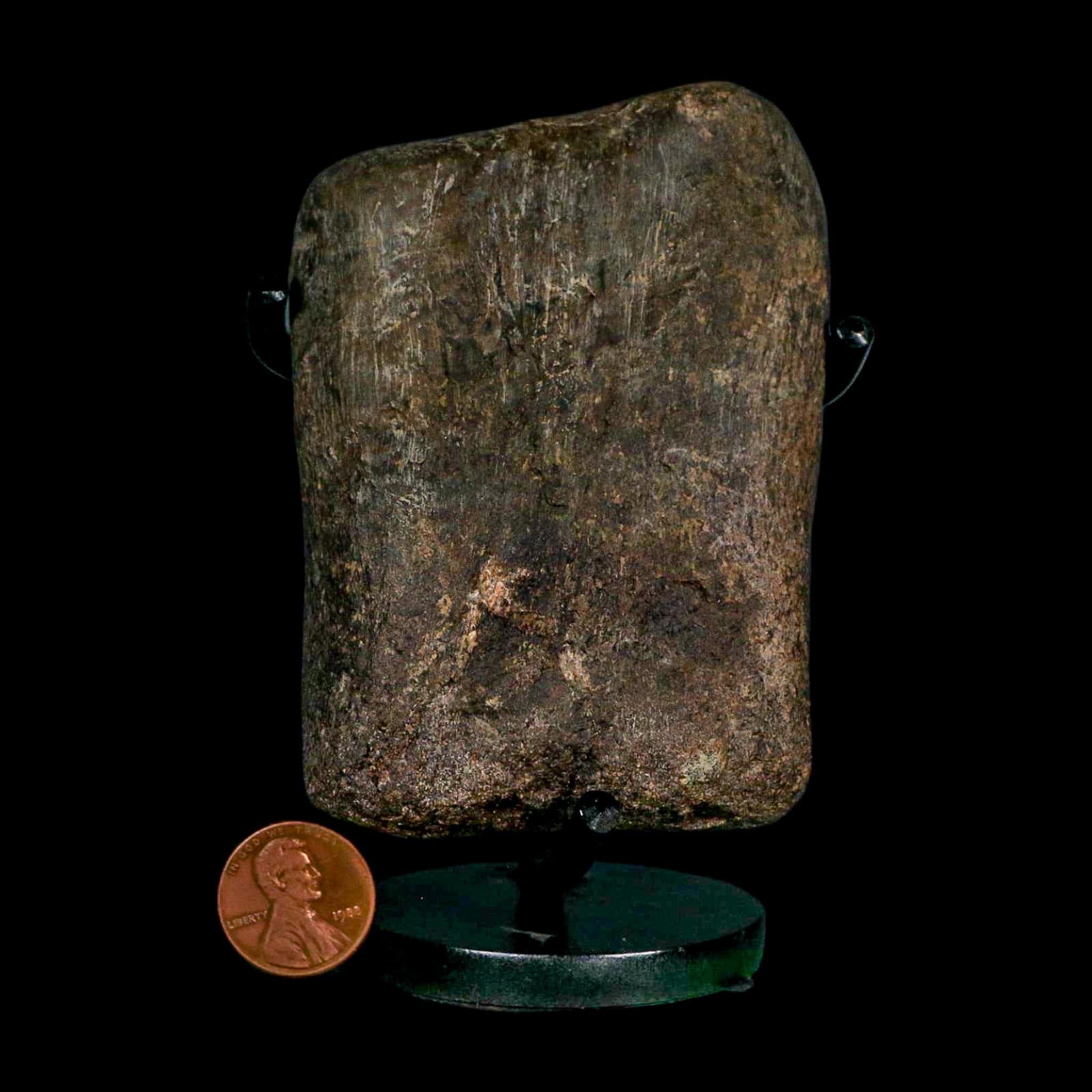 3.6" Hypacrosaurus Dinosaur Fossil Toe Bone Two Medicine FM Montana COA Stand - Fossil Age Minerals