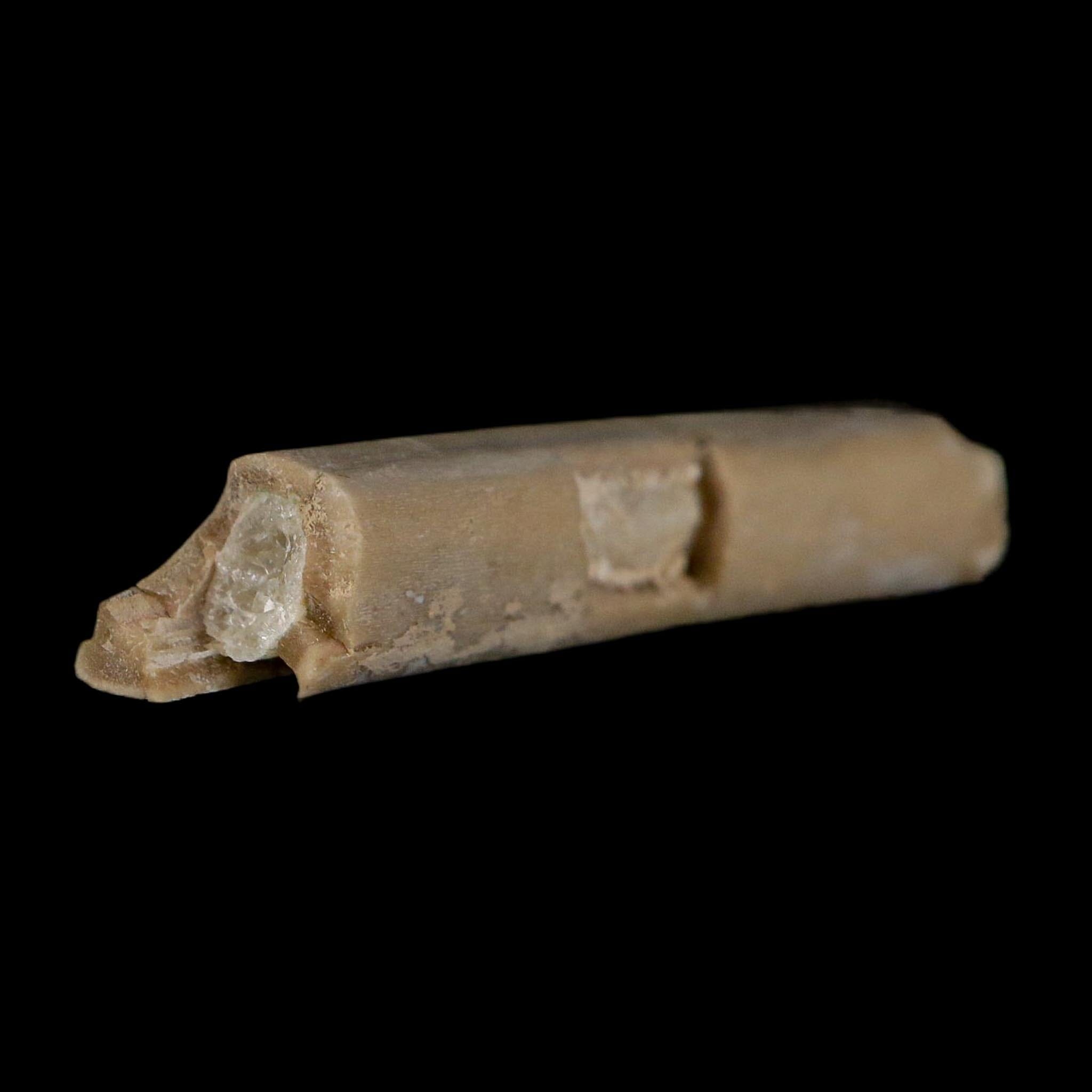 1.8" Rare Raptor Fossil Limb Bone Crystal Core Cretaceous Dinosaur Judith River FM MT