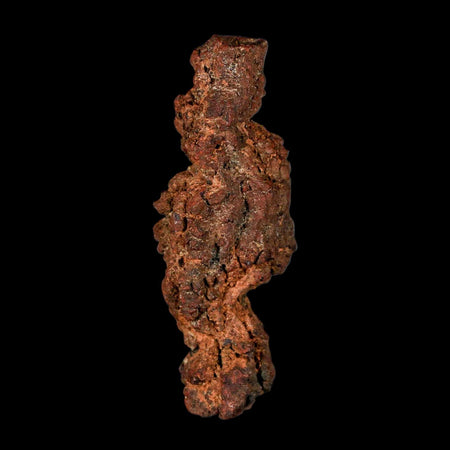 3.3" Prehistoric Coprolite Fossil Specimen Poop Dung Miocene Madagascar