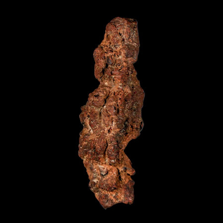 3.3" Prehistoric Coprolite Fossil Specimen Poop Dung Miocene Madagascar