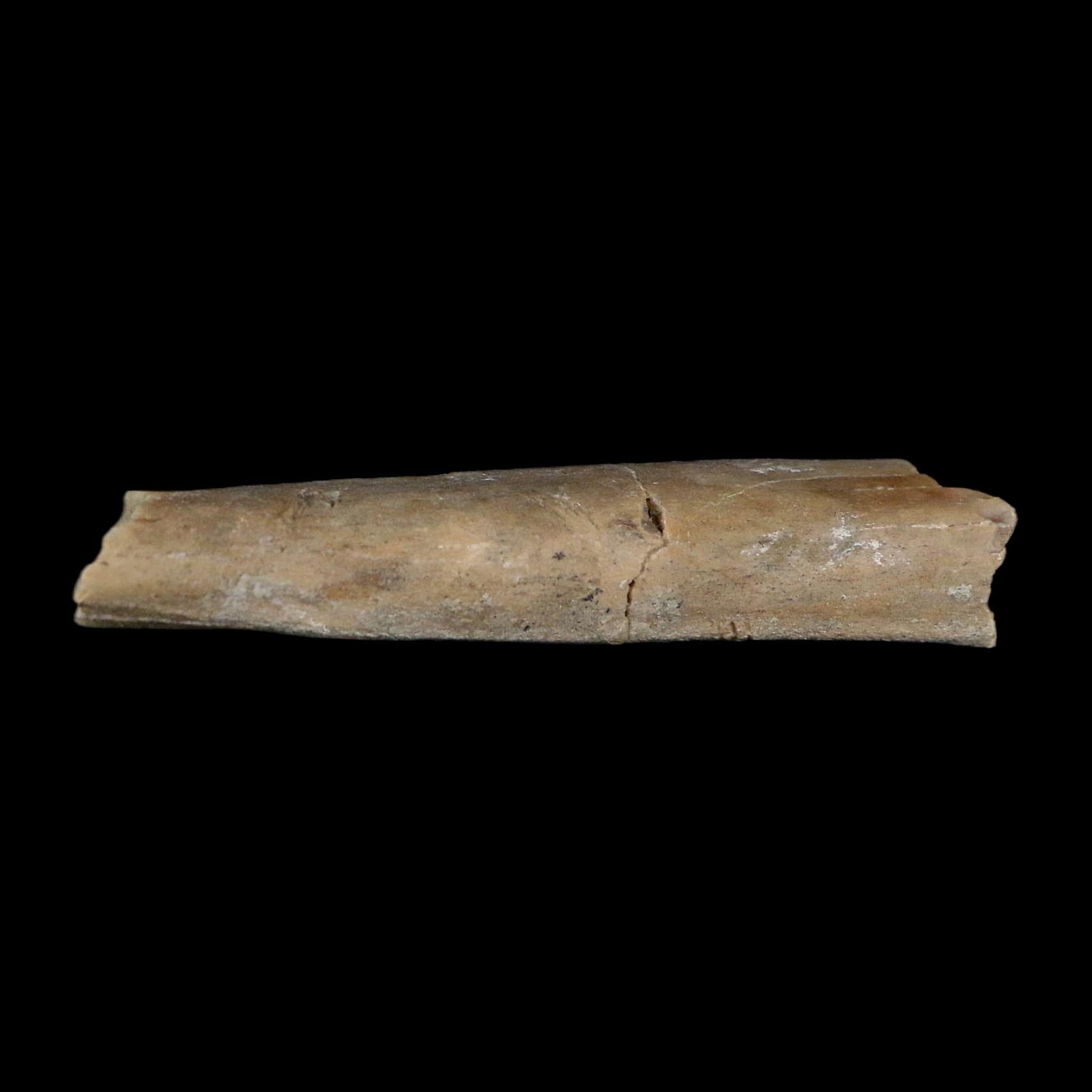 2.4" Rare Raptor Fossil Limb Bone Crystal Core Cretaceous Dinosaur Judith River FM MT