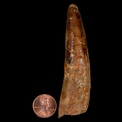 XL 3.5" Spinosaurus Fossil Tooth 100 Million Years Old Cretaceous Dinosaur COA - Fossil Age Minerals