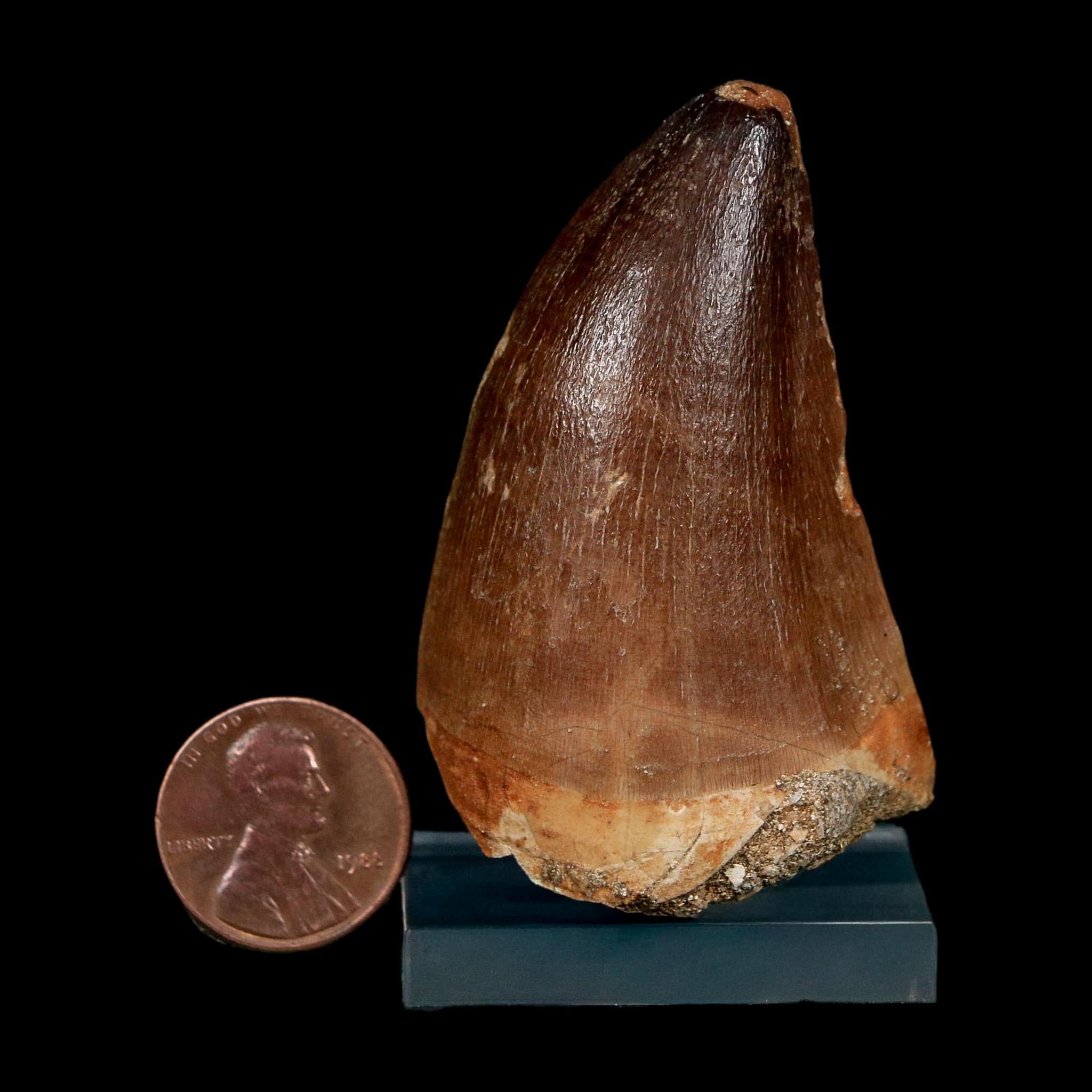 XL 2.3" Mosasaur Prognathodon Fossil Tooth Cretaceous Dinosaur Era COA, Stand - Fossil Age Minerals