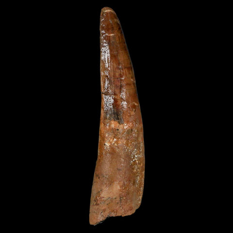 XL 3.5" Spinosaurus Fossil Tooth 100 Million Years Old Cretaceous Dinosaur COA - Fossil Age Minerals