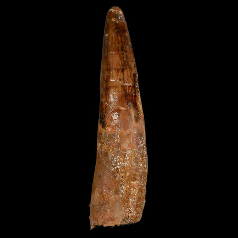 XL 3.5" Spinosaurus Fossil Tooth 100 Million Years Old Cretaceous Dinosaur COA - Fossil Age Minerals