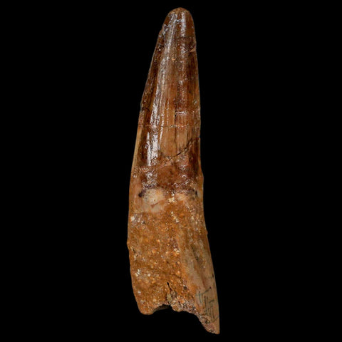 XL 3.5" Spinosaurus Fossil Tooth 100 Million Years Old Cretaceous Dinosaur COA - Fossil Age Minerals