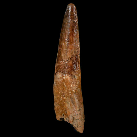 XL 3.5" Spinosaurus Fossil Tooth 100 Million Years Old Cretaceous Dinosaur COA - Fossil Age Minerals