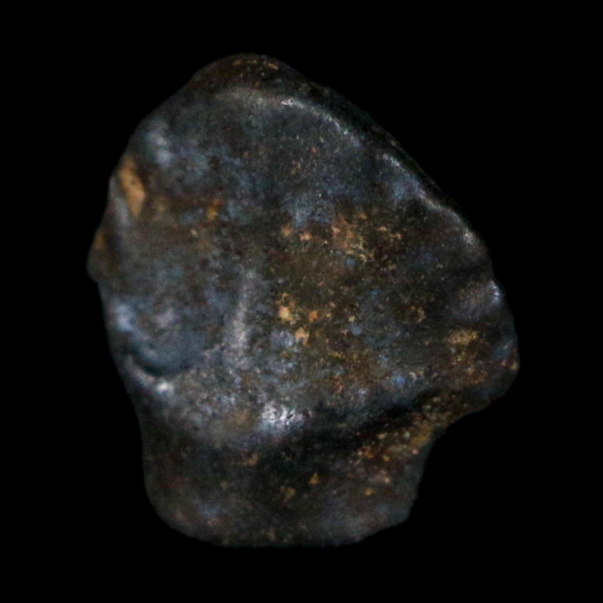 0.3" Ankylosaurus Fossil Tooth Judith River FM Cretaceous Dinosaur MT COA Display