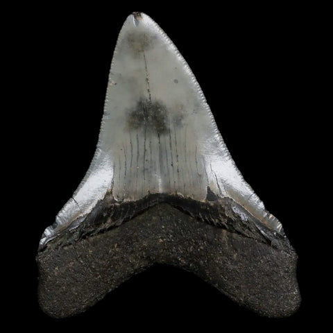 2.9" Quality Megalodon Shark Tooth Serrated Fossil Natural Miocene Age COA - Fossil Age Minerals