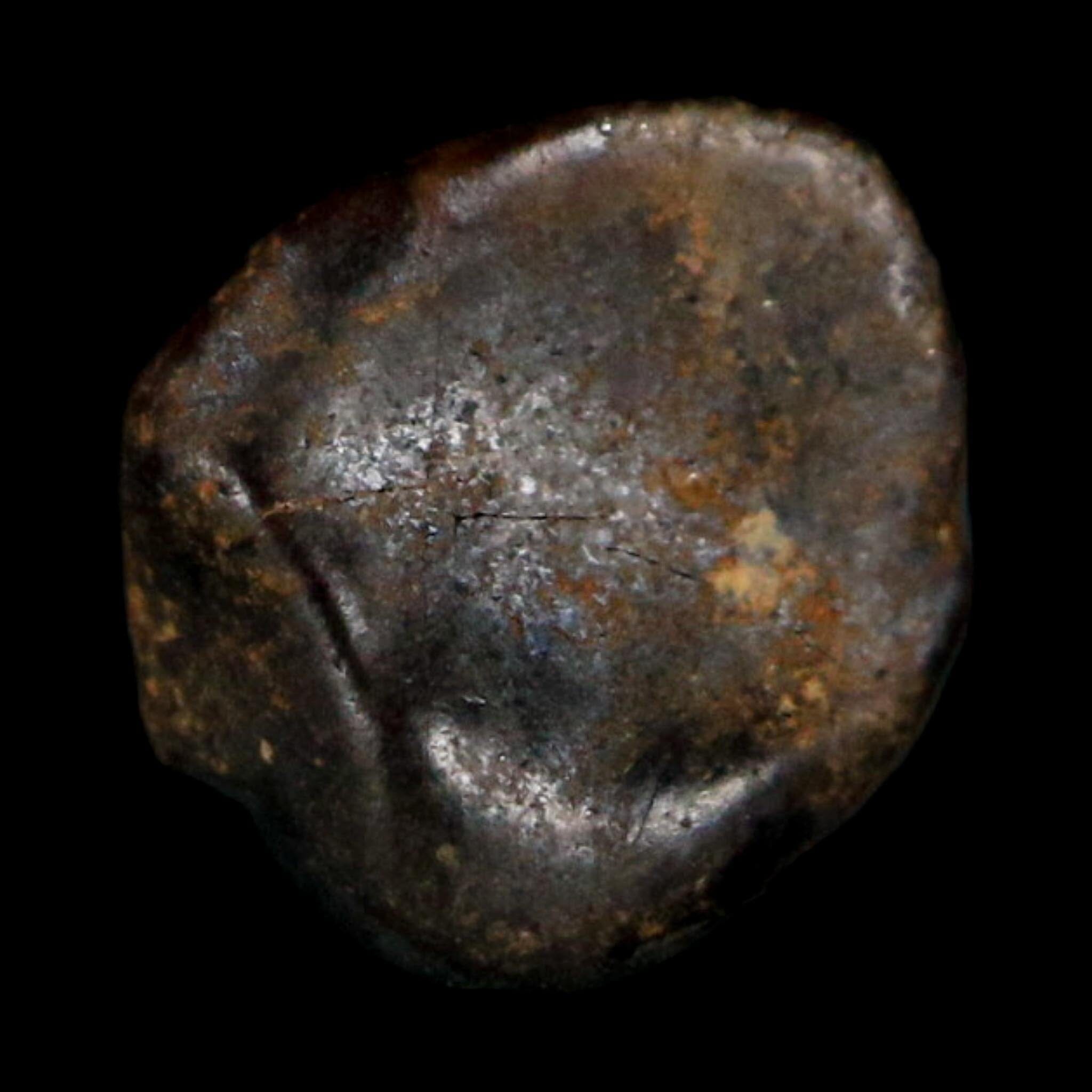 0.3" Ankylosaurus Fossil Tooth Judith River FM Cretaceous Dinosaur MT COA Display